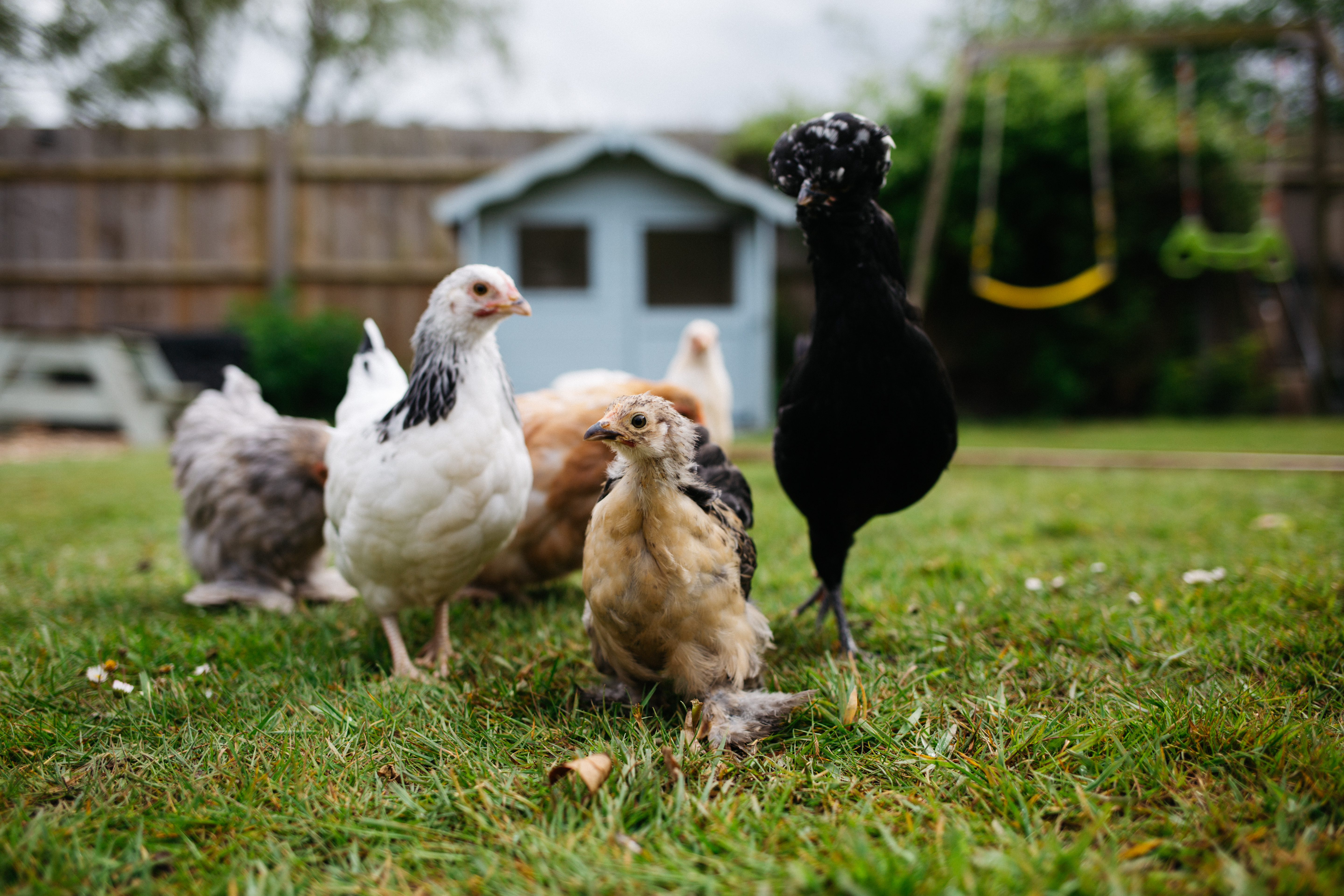 Adding chickens to the garden
