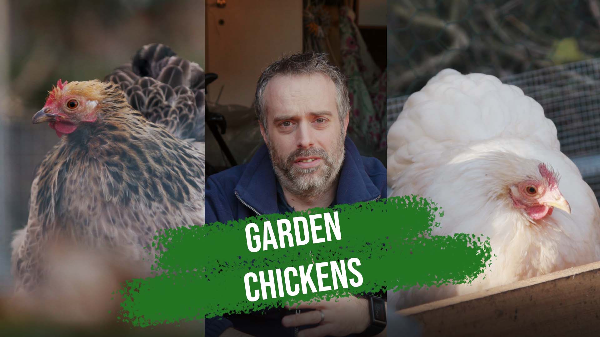 Garden Chickens Video: Sorting Out Unwanted Guests in the Chicken Run