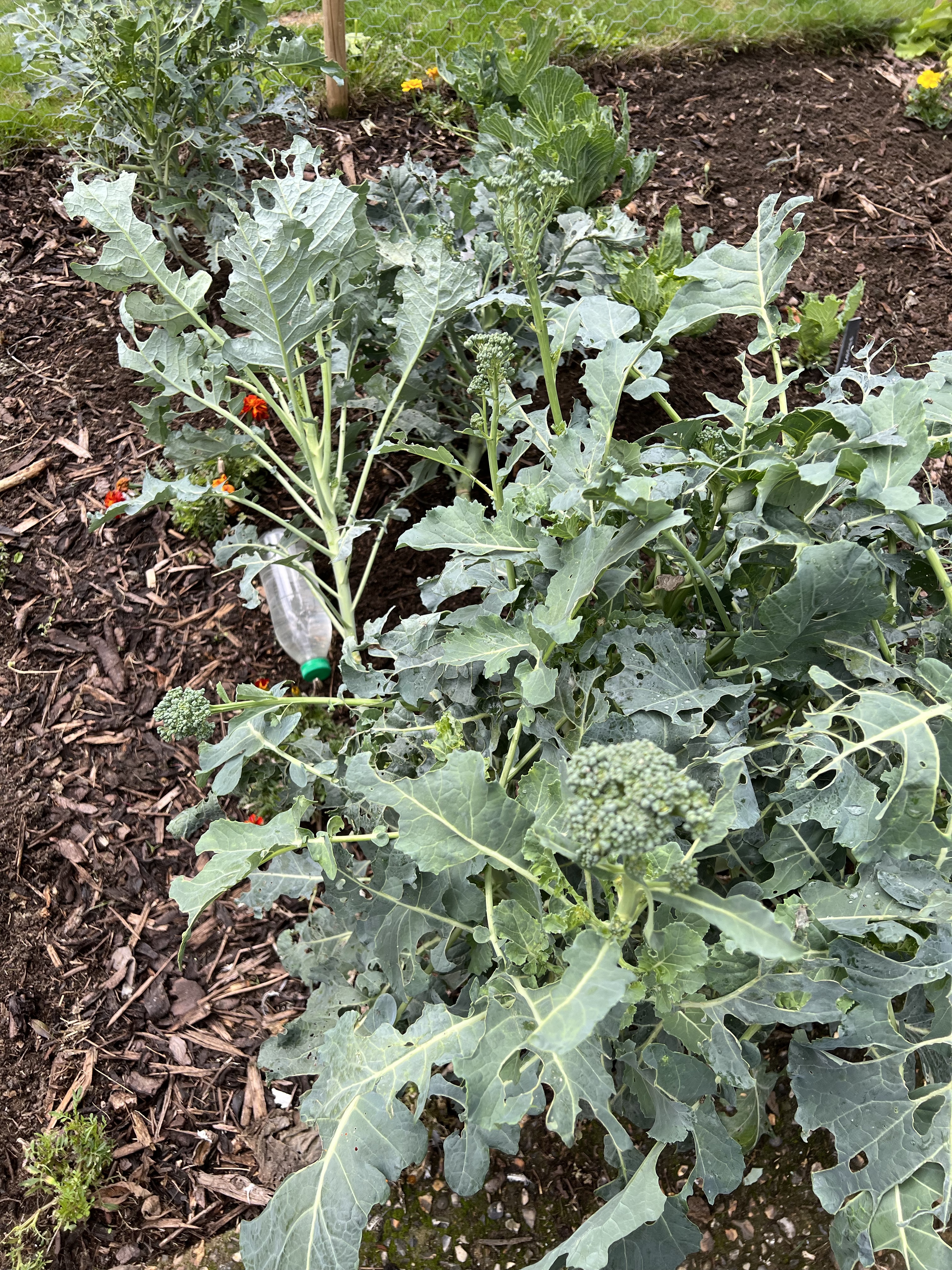 Two jobs for the weekend – late September