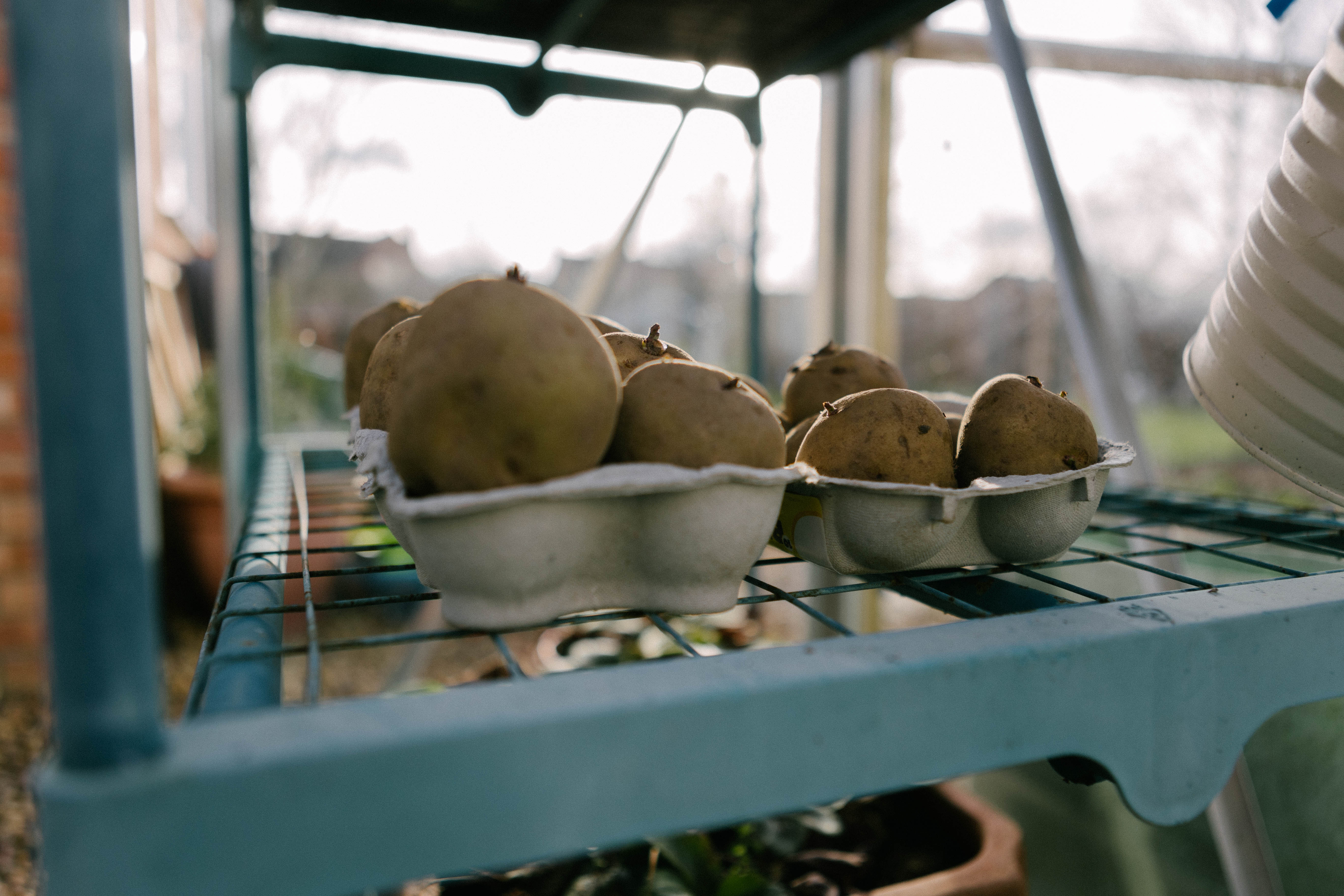 Preparing Seed Potatoes for Planting