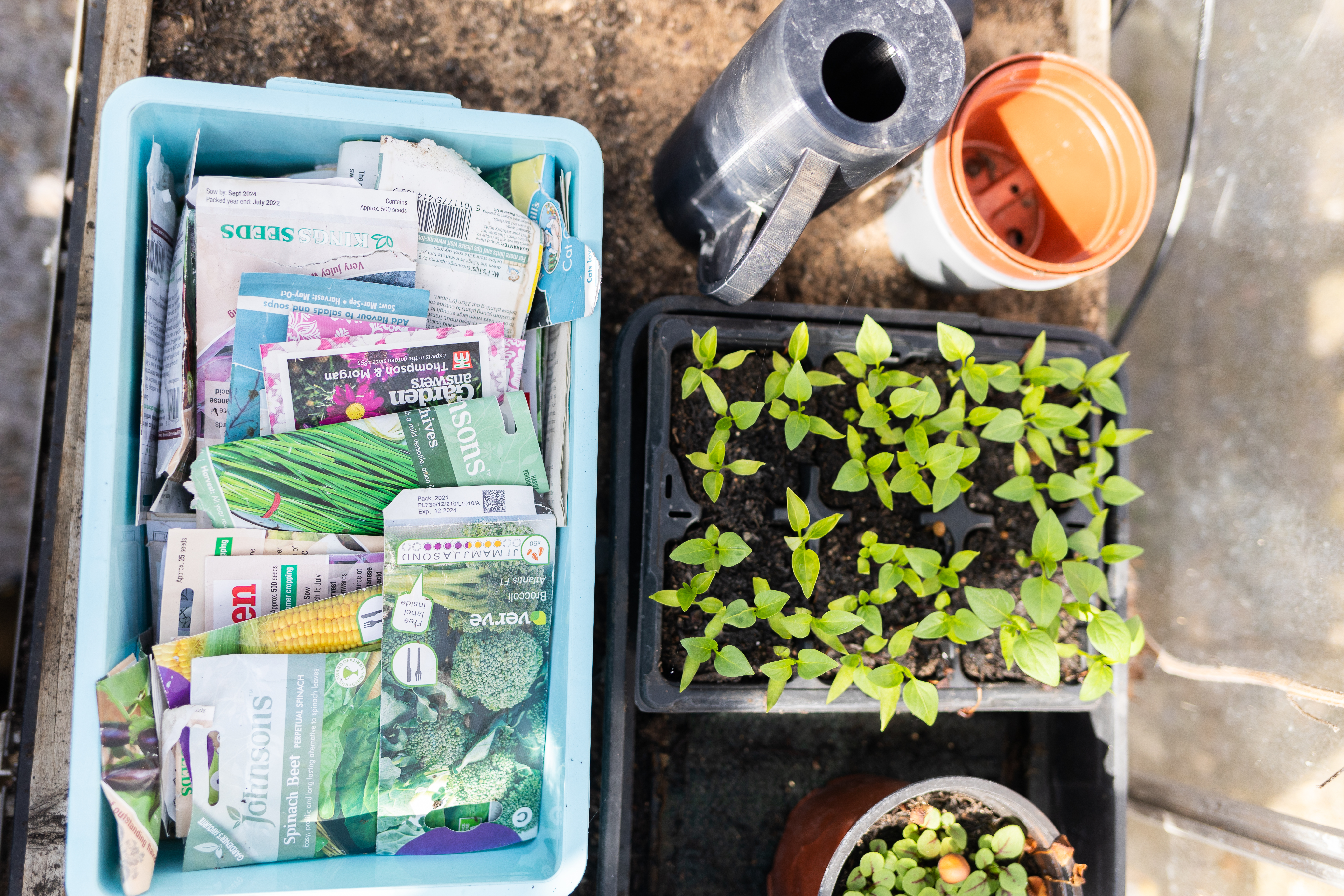 What seeds to sow in May?