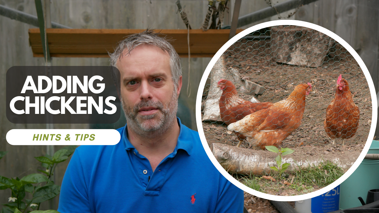 Integrating New Chickens into Your Flock: A Complete Guide