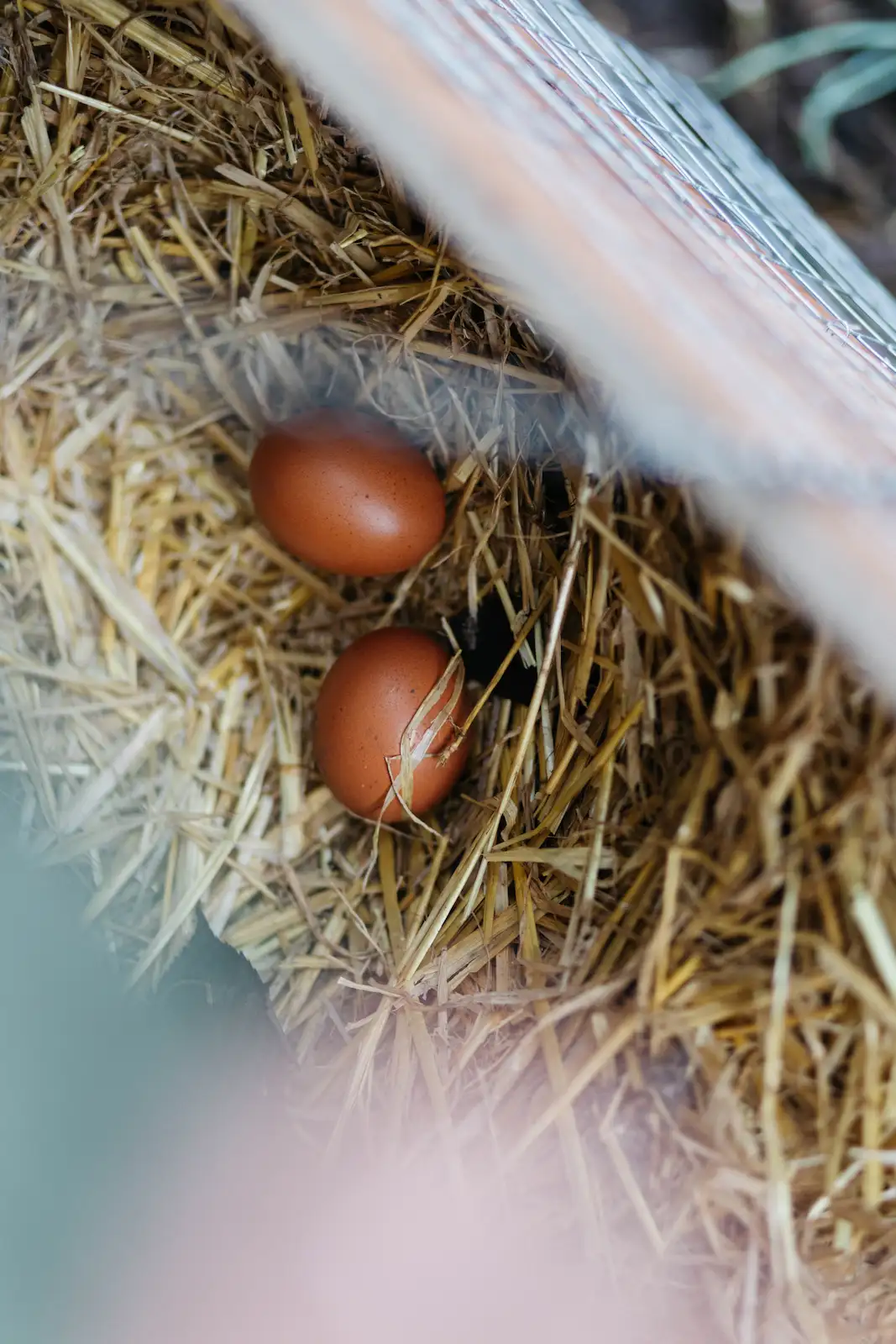 Chicken eggs in a nest