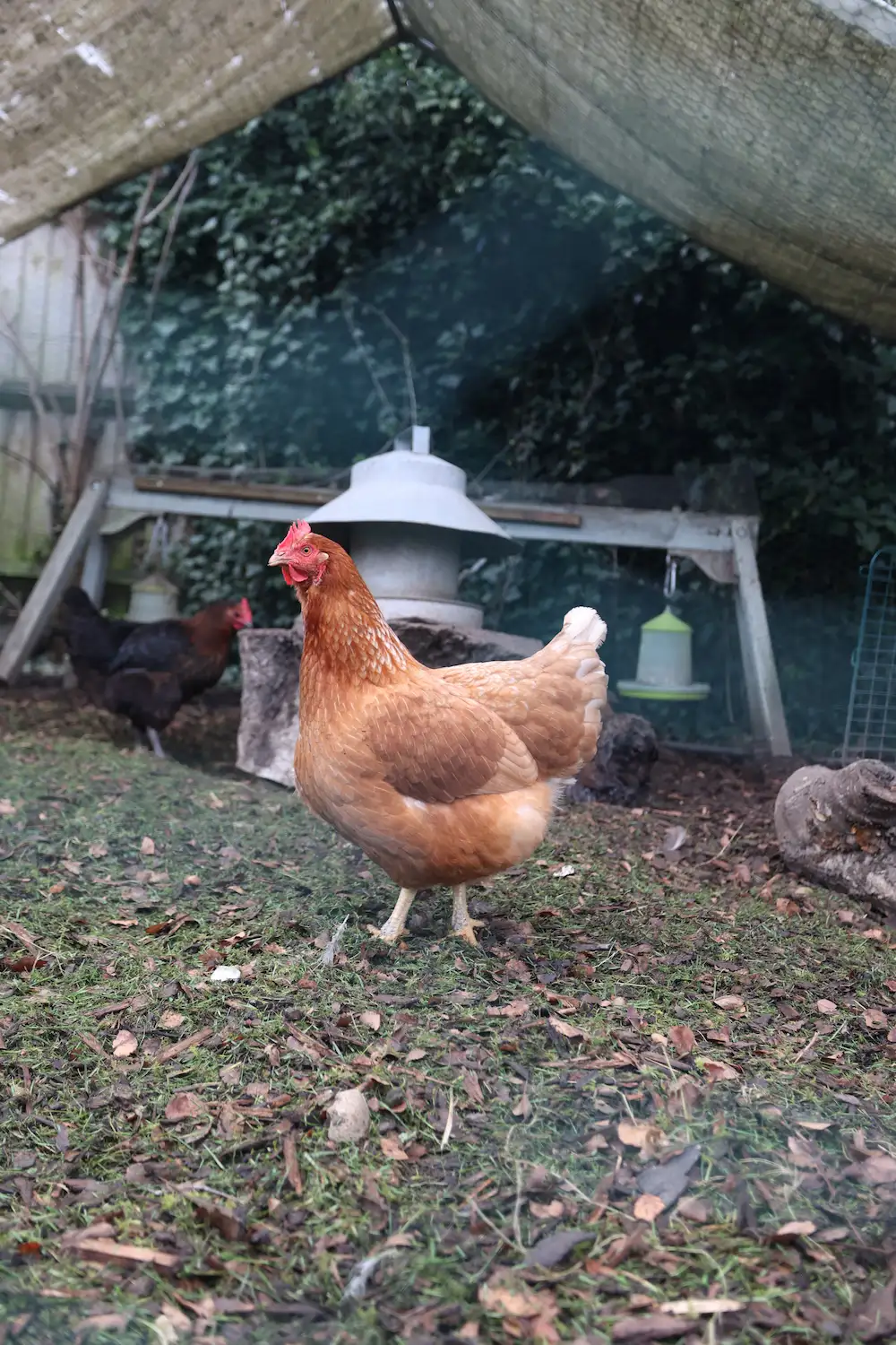 Spring Hen Health Check (UK): 10-Minute Inspection Checklist