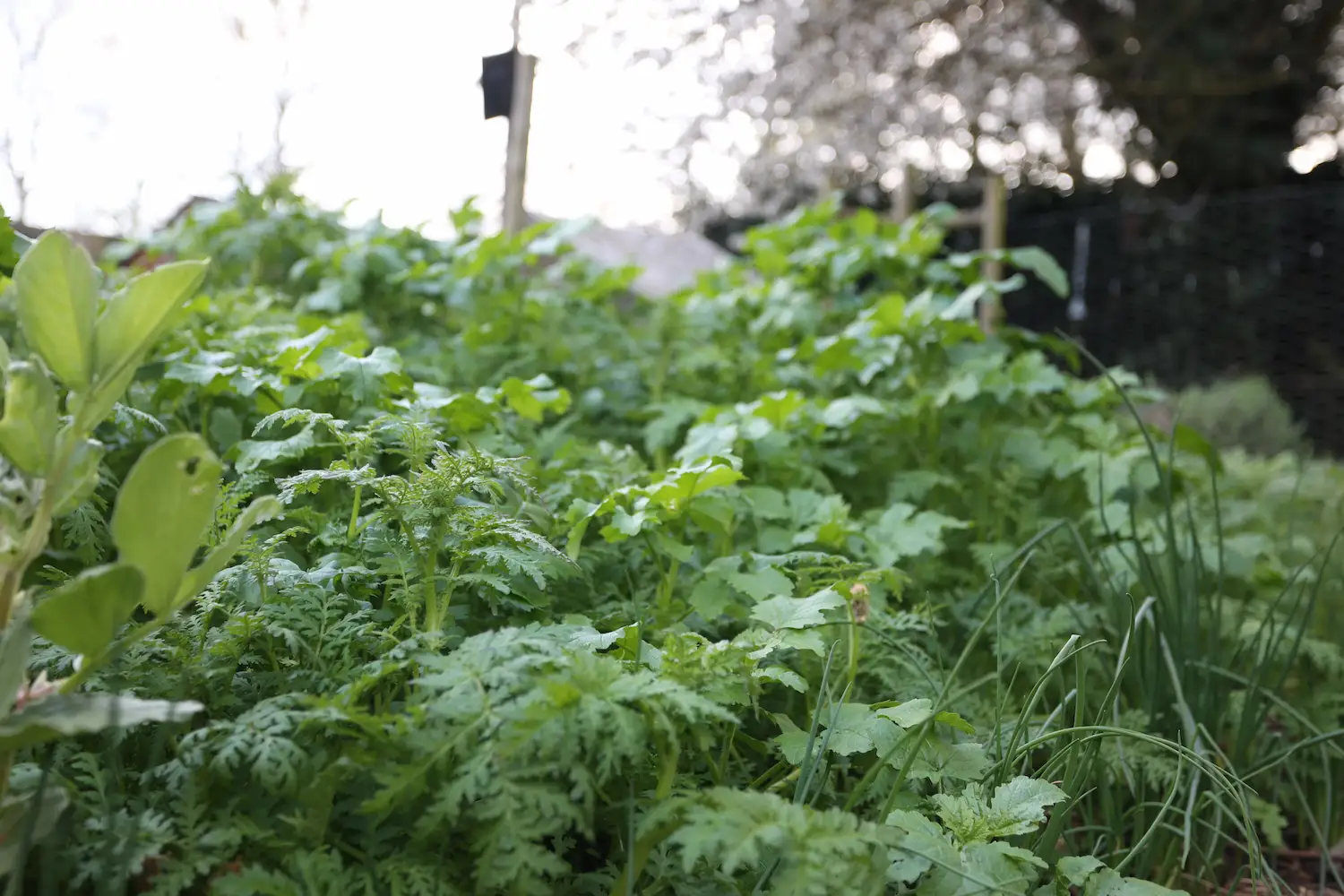 When to Cut Down Green Manure in the UK , and What to Do Next