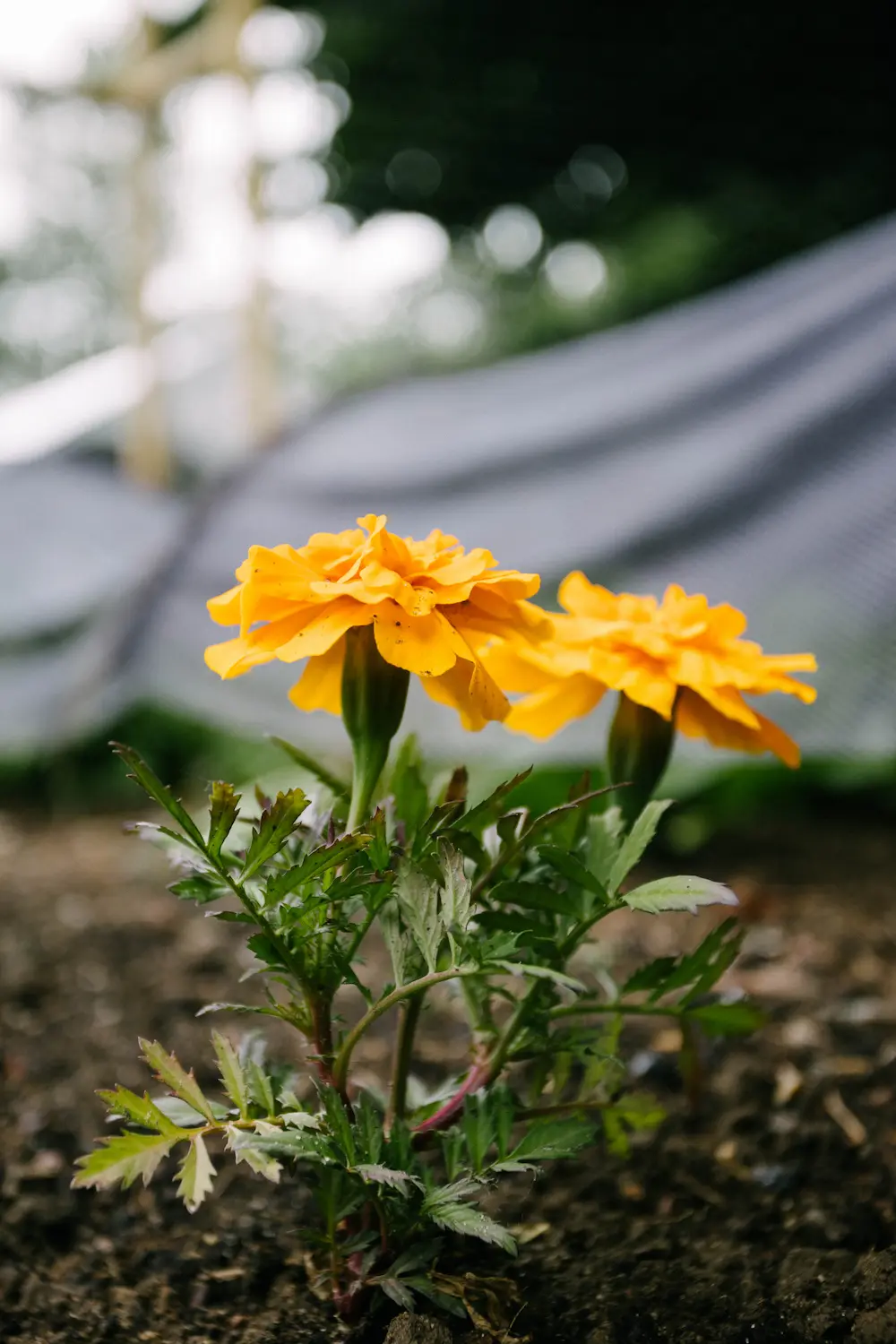 Do Marigolds Help With Slugs on Vegetables?