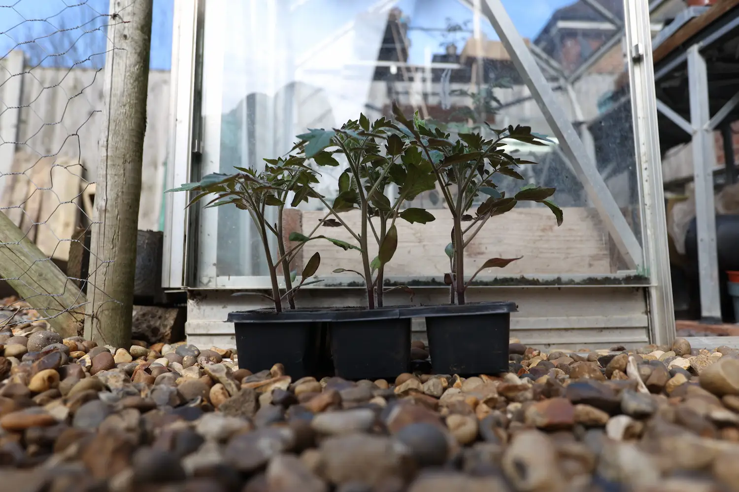 How to Harden Off Seedlings in the UK: A 7 Day Plan