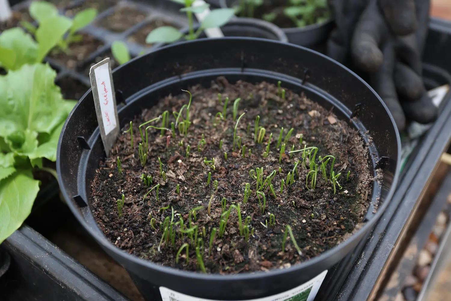 When to Take Seedlings Off a Heated Propagator or Heat Mat