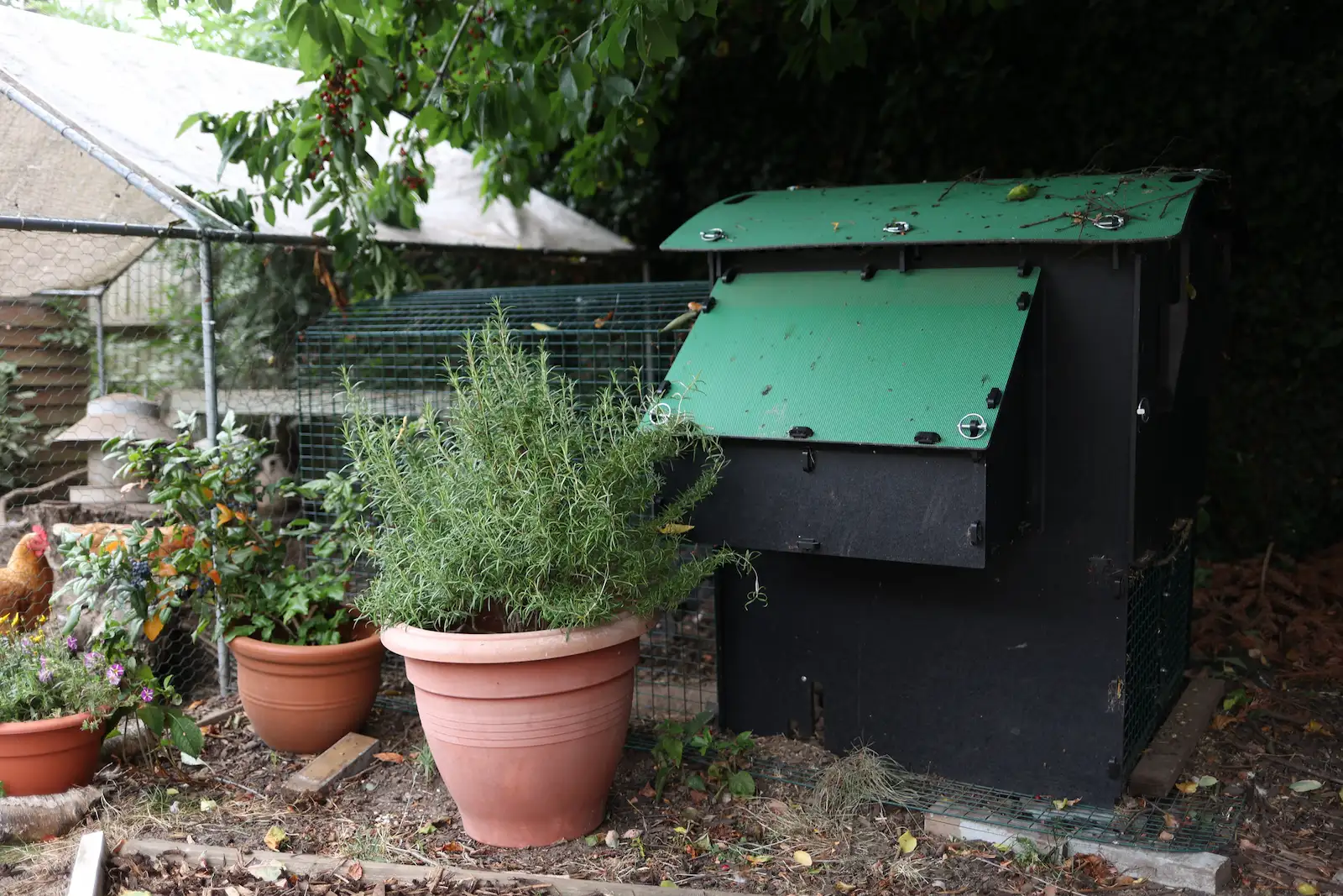 Nestera chicken coop beside a run and potted herbs, showing the raised plastic house in everyday use