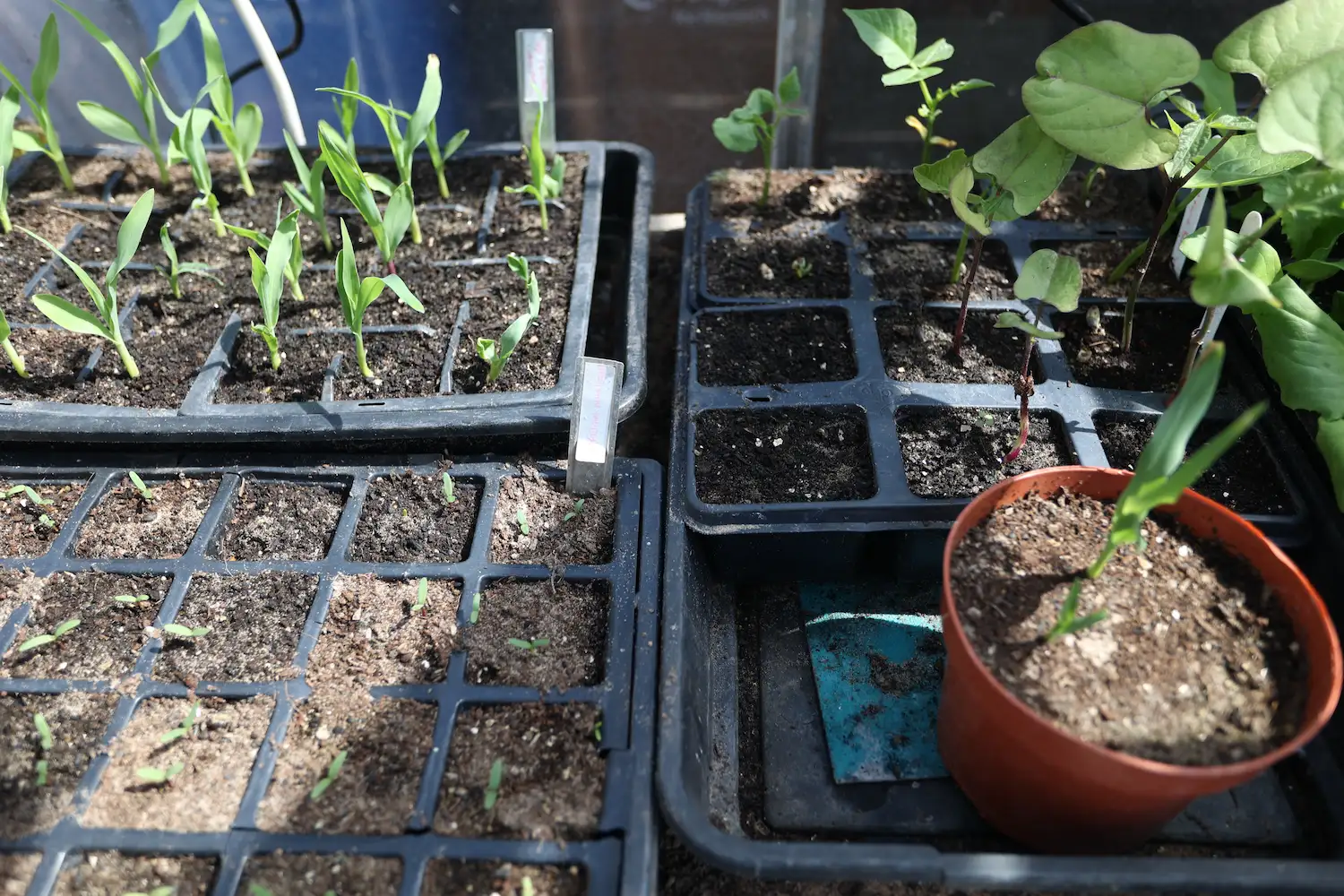 Seed Compost vs Multipurpose Compost: What Should You Use for Sowing Seeds in the UK?