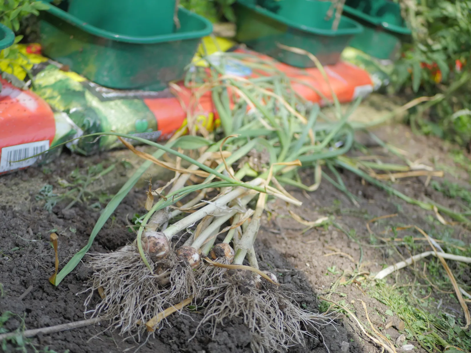 What to Plant After Garlic or Onions in July